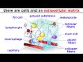 Connecting the Dots: Exploring Types and Functions of Connective Tissue