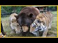 20 Dieren Die Andere Diersoorten Hebben Geadopteerd