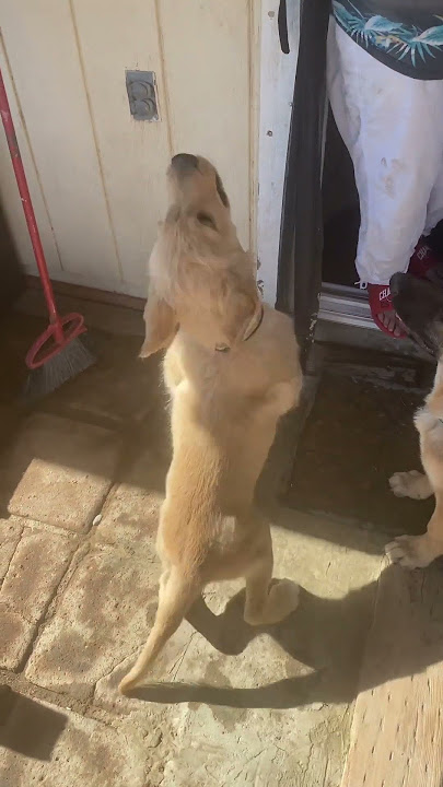 Simba vs T Rex: Epic Battle for Treat