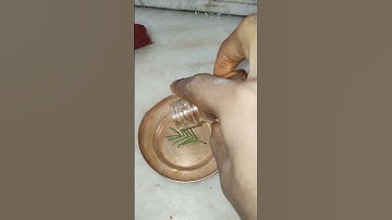 शहद के साथ शमी पत्र का उपाय #pradeepmishraji #shivmahapurankatha #mhadevbhakt #shivling