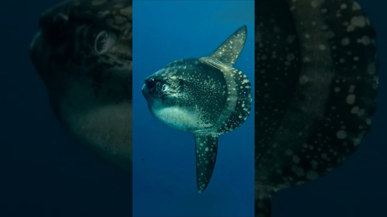 🪸 1. Title: &ldquo;The Ocean&rsquo;s Gentle Giant: Mola Mola in Action 🌊&rdquo;