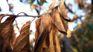 Dry Leaves On Tree Branch Stock Video