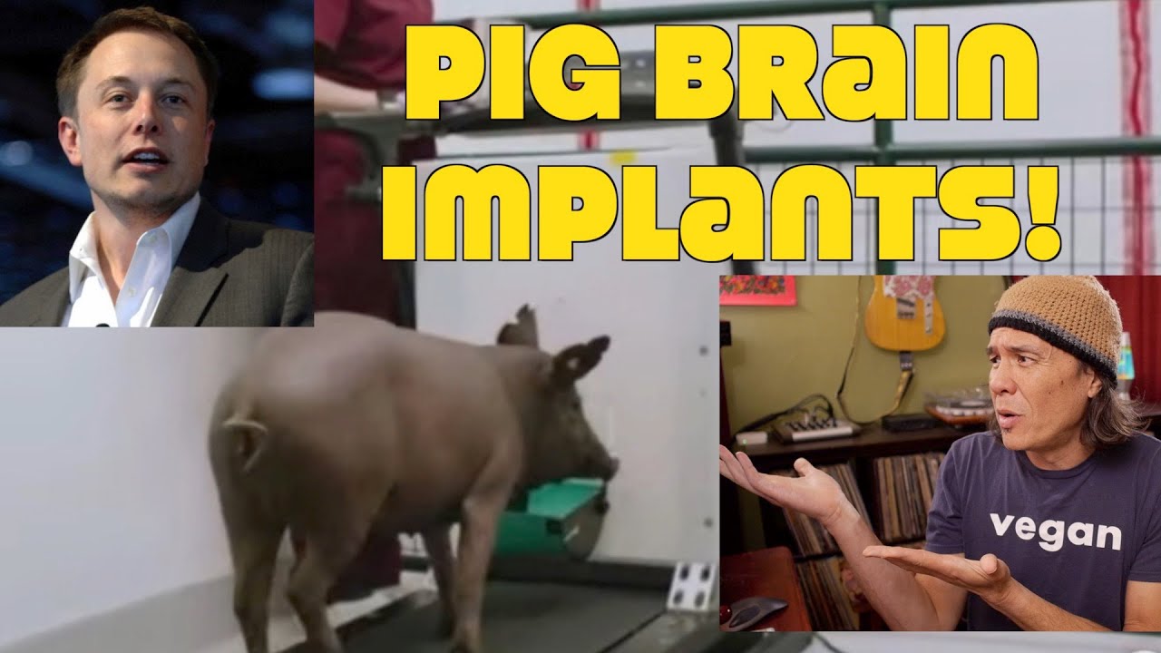 Elon Musk: Stop Putting Computer Implants In Pig's Brains! WTF?!