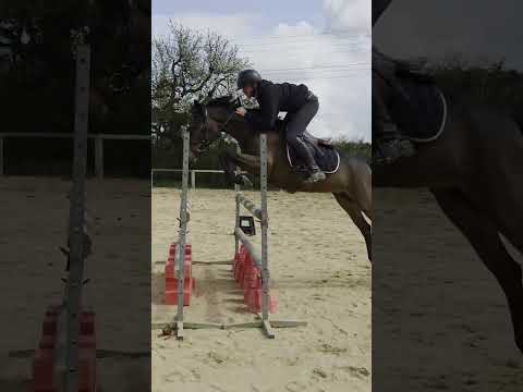 Poney à vendre - Ponette de sport - 5 ans - D - PFS - equirodi.com