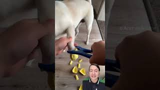 aprende este truco si tienes perro en casa