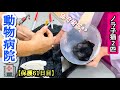 トラウマが蘇る!2回目の動物病院で注射が怖すぎて泣き叫ぶ子猫!【保護61日目】