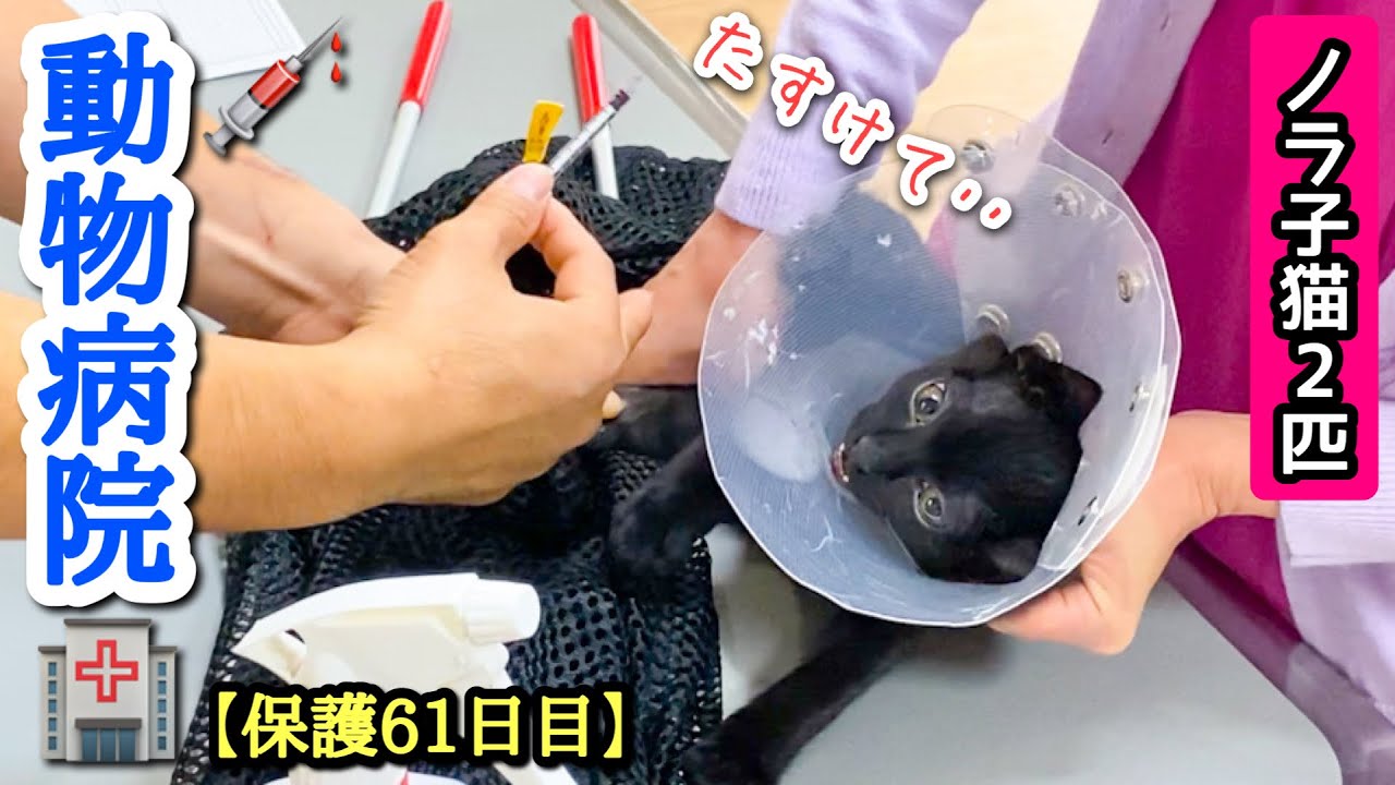トラウマが蘇る！2回目の動物病院で注射が怖すぎて泣き叫ぶ子猫！【保護61日目】
