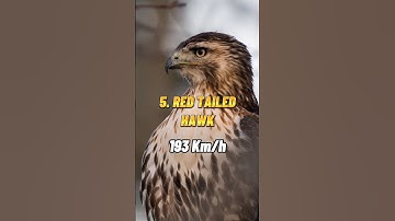 Top 5 Fastest Birds 🦅 in the world 🌍 | #shorts #like #viral #shortsviral #trending #fastest #top5