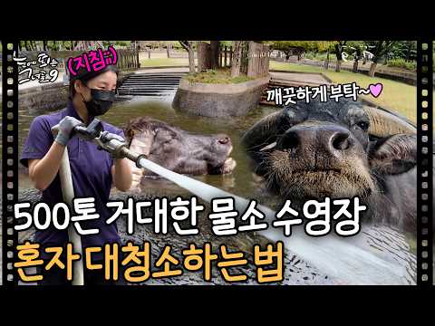 A whopping 500 tons! Keeper cleaning a buffalo pool all by himself ㄷㄷ | The ones who stand out 9
