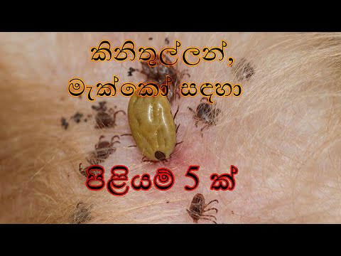 5 Natural Remedies For Ticks In Dogs Sinhala | සුනඛයන්ගේ කිනිතුල්ලන් සඳහා ස්වාභාවික පිළියම් 5 ක්