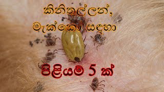 5 Natural Remedies For Ticks In Dogs Sinhala | සුනඛයන්ගේ කිනිතුල්ලන් සඳහා ස්වාභාවික පිළියම් 5 ක්