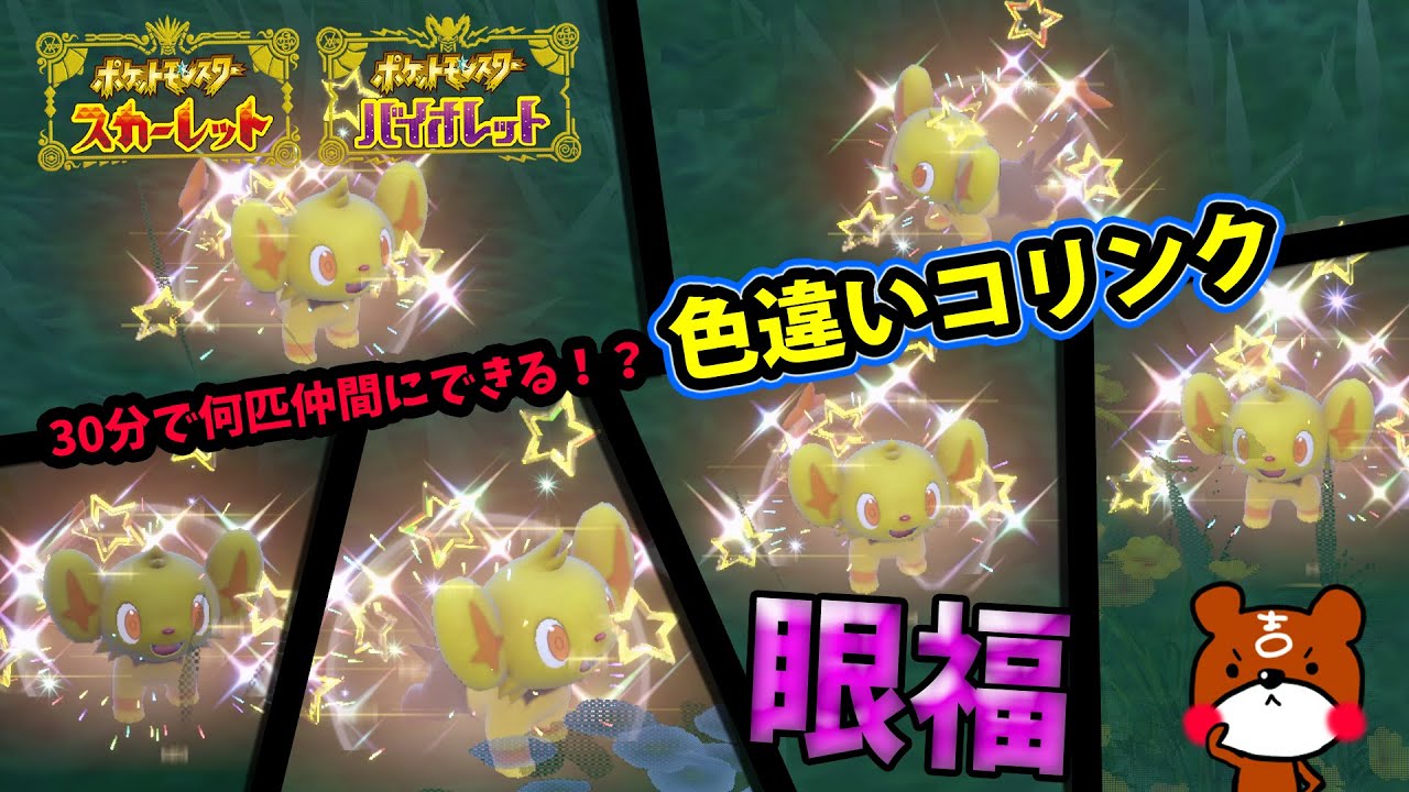 ポケモンSV】可愛すぎ！GWイベント色違いコリンクを30分で何匹仲間に