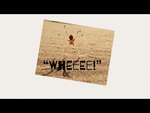 Watch This SPIDER CARTWHEEL All The Way Down A Sand Dune YouTube Hqdefault