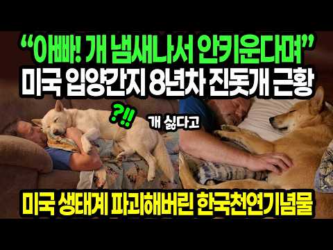 “아빠! 개 냄새나서 안키운다며” 미국 입양간지 8년차 진돗개 근황 / 미국 생태계 파괴해버린 한국천연기념물