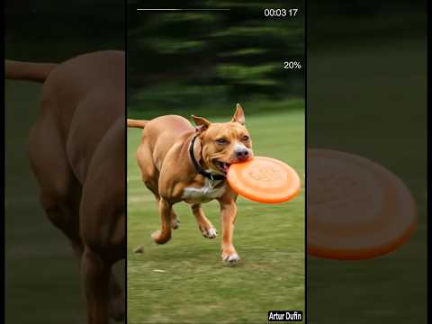 Amstaff Breaks SPEED RECORD! 🚀 Watch This Dog Fly! #FastAsLight