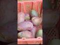 Purple mango fruit #summer #fruit #harvesting #youtubeshorts