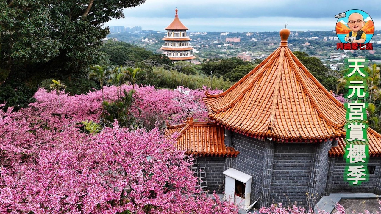 【淡水天元宮賞櫻季】三色櫻火紅綻放！天壇美景盡收眼底，阿綸首選賞櫻祕境與即時花況攻略