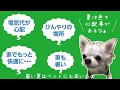 【おっさんと犬】噂のペットクールマットを購入したら・・・！？