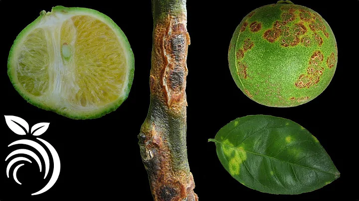 14 Nasty Citrus Diseases that You MUST Avoid