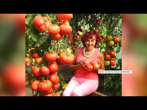 Video: Bryndza зайтун жана помидор менен