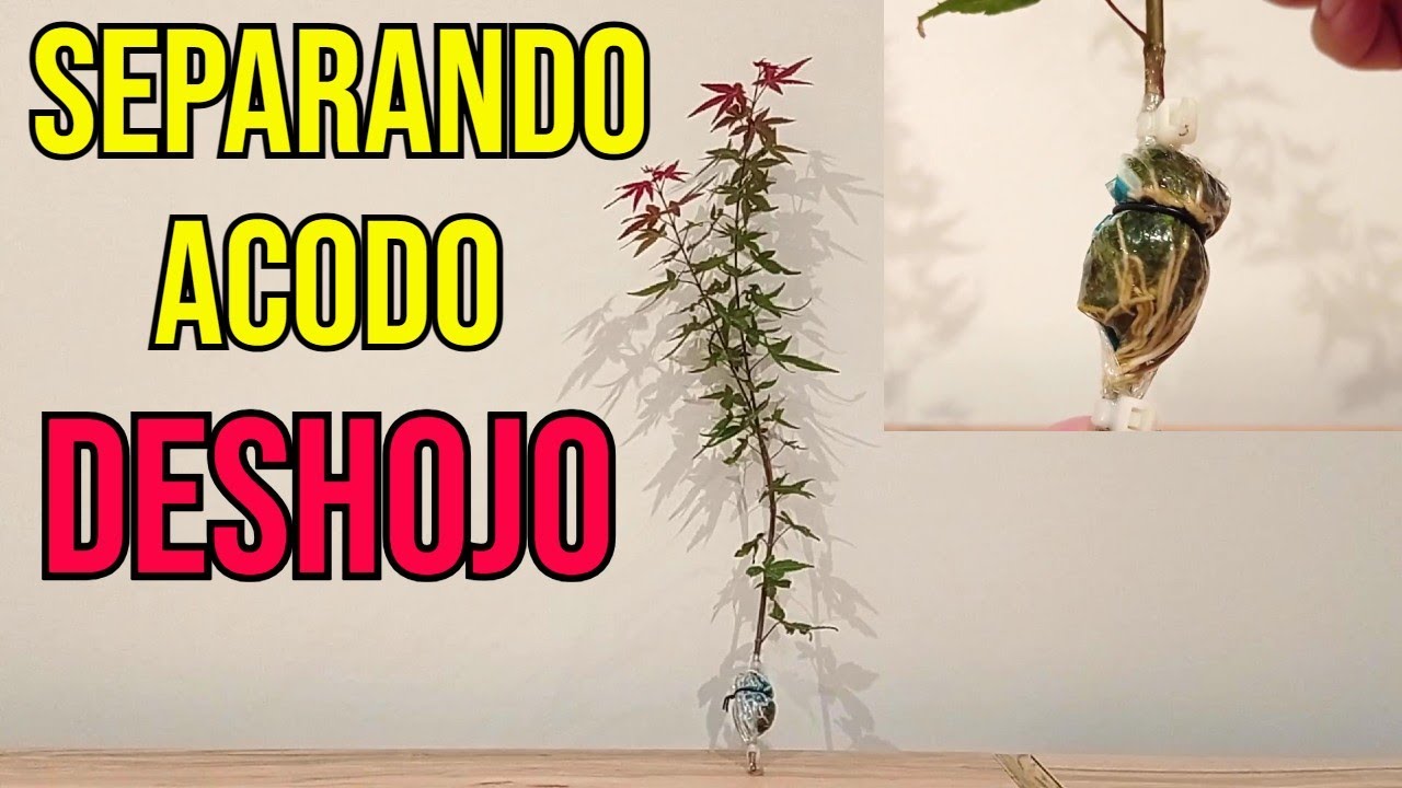 Acodo aéreo de Arce Palmatum Deshojo - BONSÁI