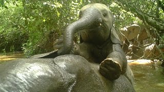 Elephant Calves Playing In Ndouni River (Gabon)- Des Éléphanteaux Jouent Dans Une Rivière Au Gabon