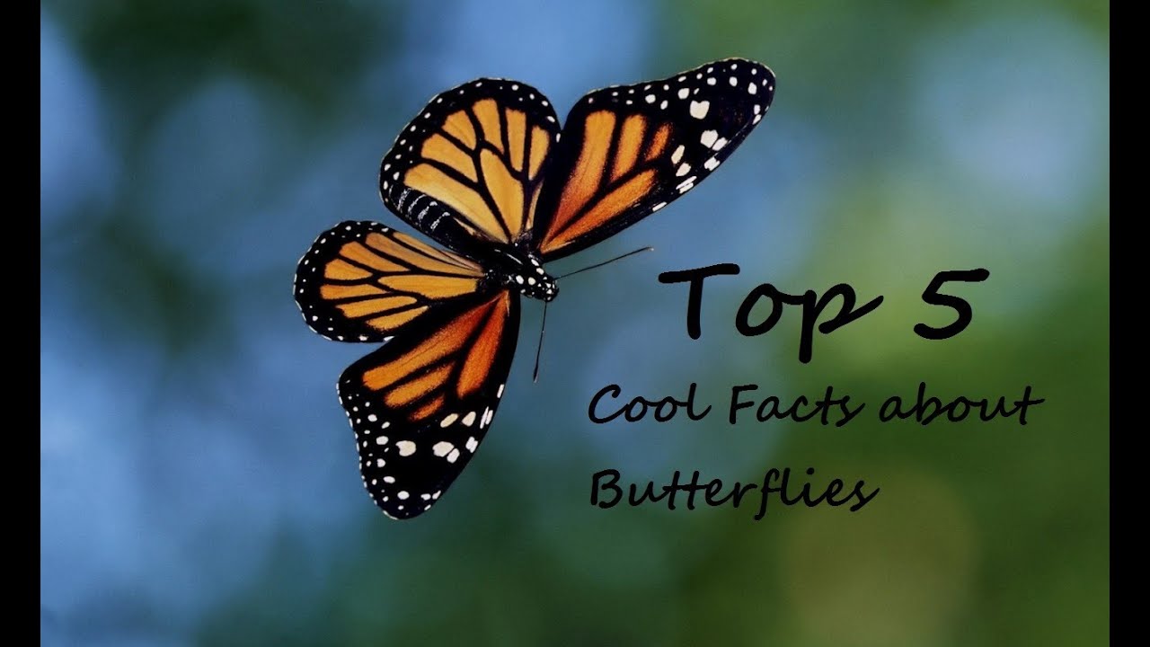 top-5-cool-facts-about-butterflies-youtube