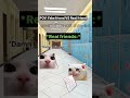CAT MEMES 😺 Real friend vs Fake friend: