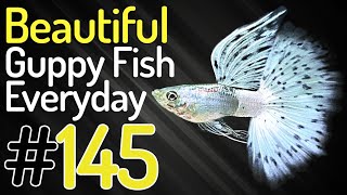 Guppy Channel - Why Is Beautiful Guppy Fish So Popular Right Now ? 145 by Guppy Channel 6,852 views 1 year ago 8 minutes, 23 seconds