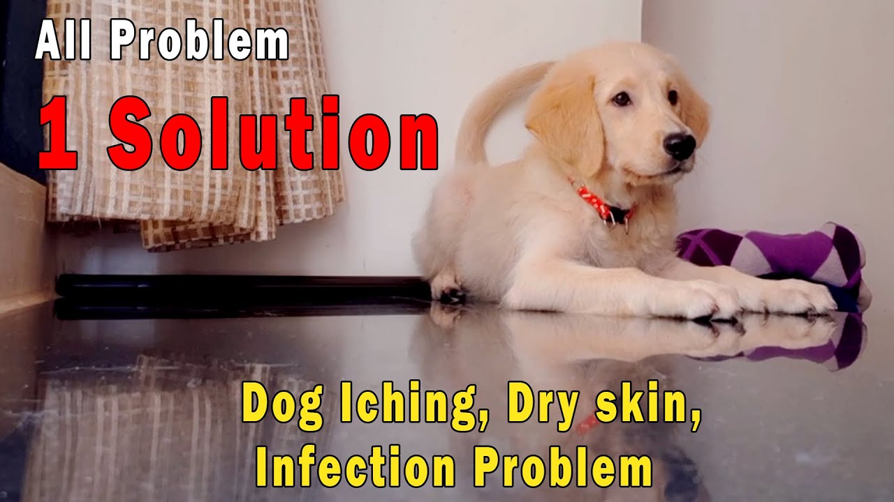 Dog Itchy Skin, Dry skin, skin Allergy, Infection All Problem Solution