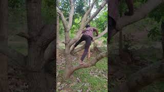 🥭🥭மரத்தில் இருக்கிறது எல்லாமே பழம் ஆயிருச்சு....👍👍#farming #trending #netural #vairl #mengo