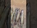 Поймал 8 щук за два часа , одну отпустил. #fishing #fisherman