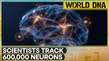 New Study Redraws Brain