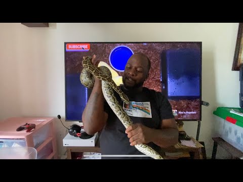 Reptile Vlog #7: Burmese Python growth Vlog