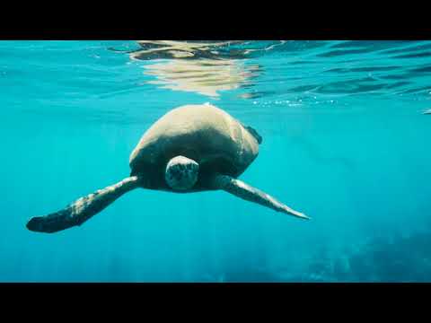 Wailea - Maui, Hawaii in 4K | Shot on Red Gemini