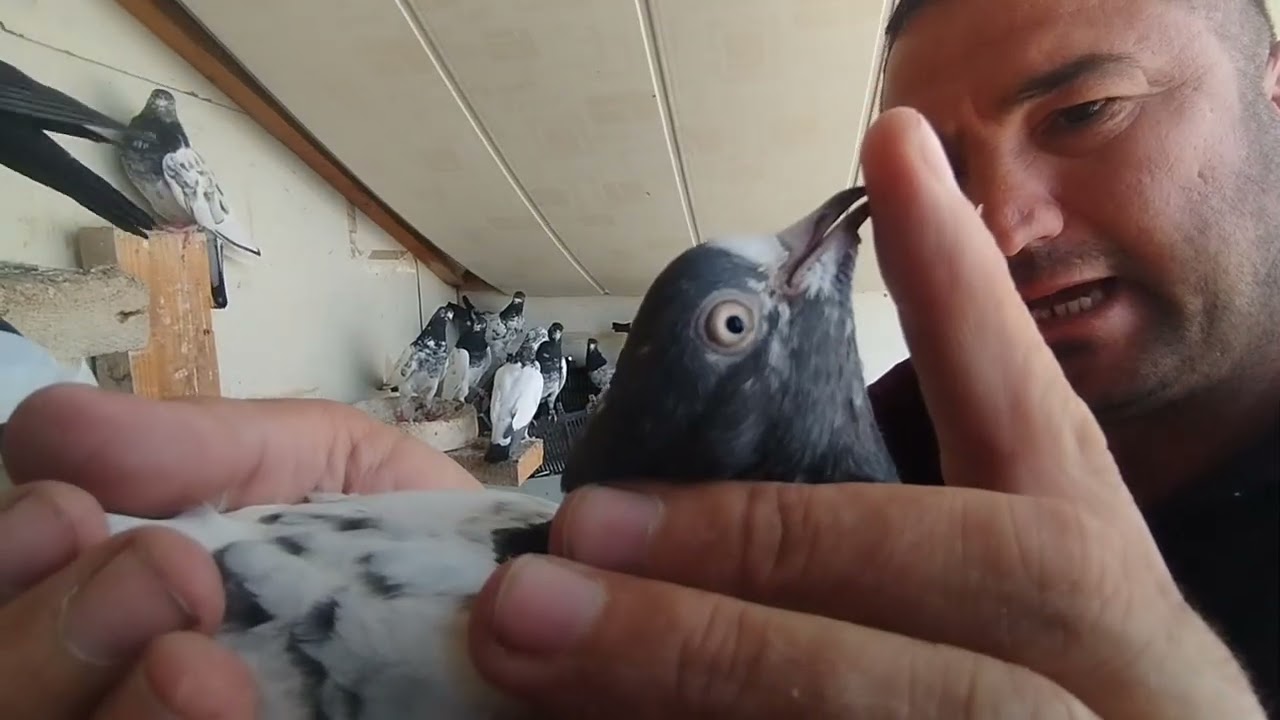 Teddy @umidtoy pigeons club 