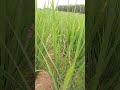 #petani sawah lampung