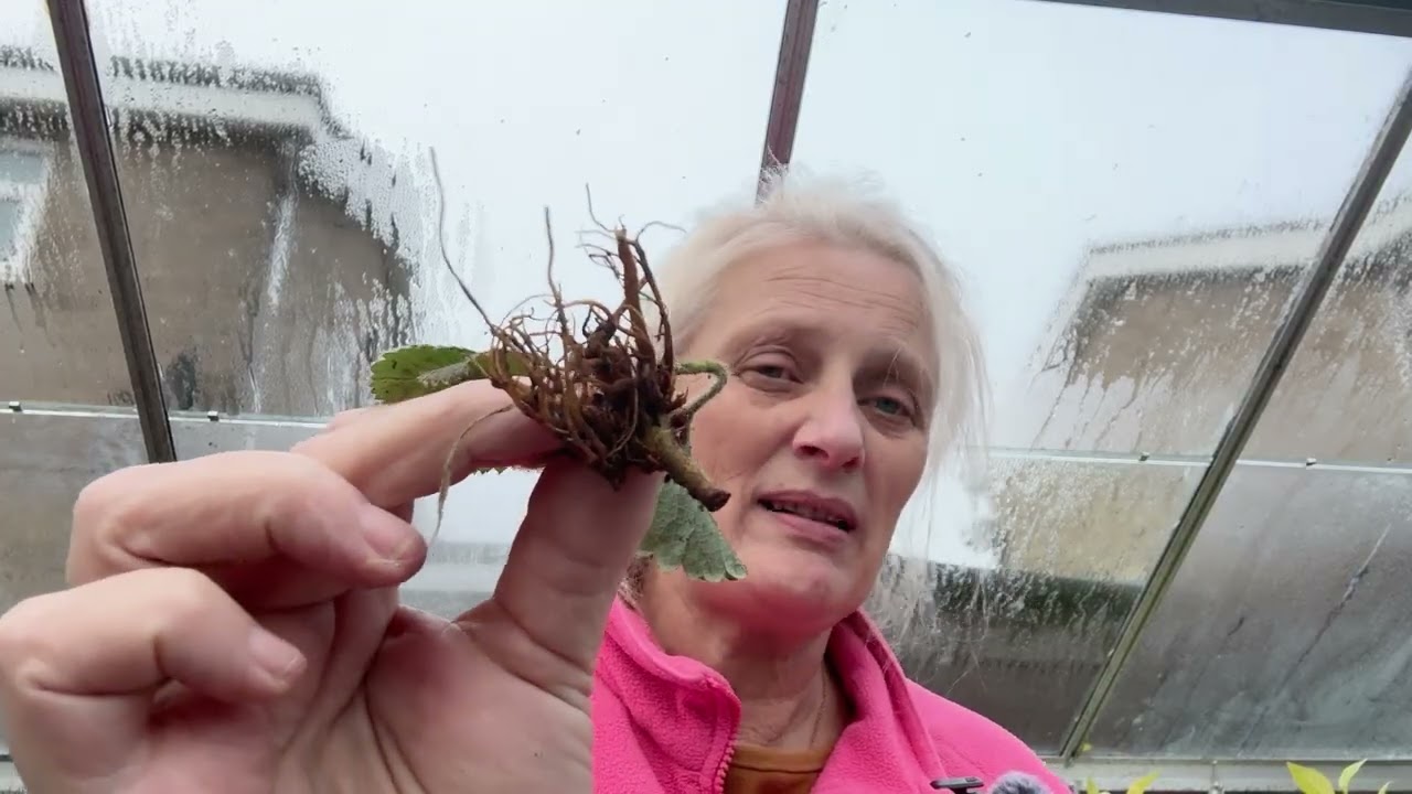 Gimbal | Runners | Houseplants | Potting on in the Greenhouse | Winter jobs #homegarden #strawberry