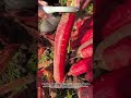 Rare carrot variety seen🥕