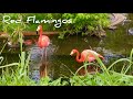 Red Flamingo Birds / Beautiful Birds / Nature Relaxing Video #shorts #nature