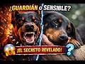 El secreto que hace único a tu dóberman #curiosidades #pets #animals #cosasquenosabias #datos