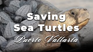 Saving Sea Turtles in Mexico | Campamento Tortuguero Boca De Tomates | Conservation Efforts