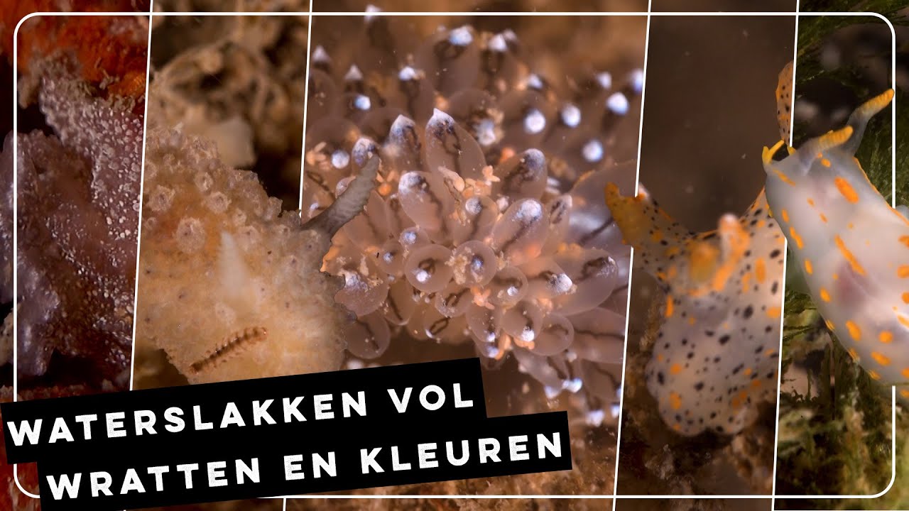 Kijkje onderwater bij de Zeelandbrug | Zelf Geschoten | Vroege Vogels