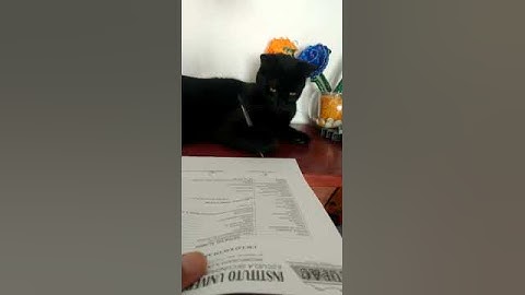 Always read the contract before signing- a cat example