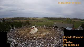 Gniazdo Bocianie pod Sokółką - na żywo.