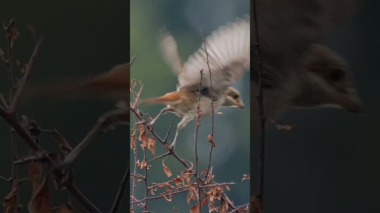 Some old footage of a Red-backed Shrike #birds #birding #rarebirds #birdwatching