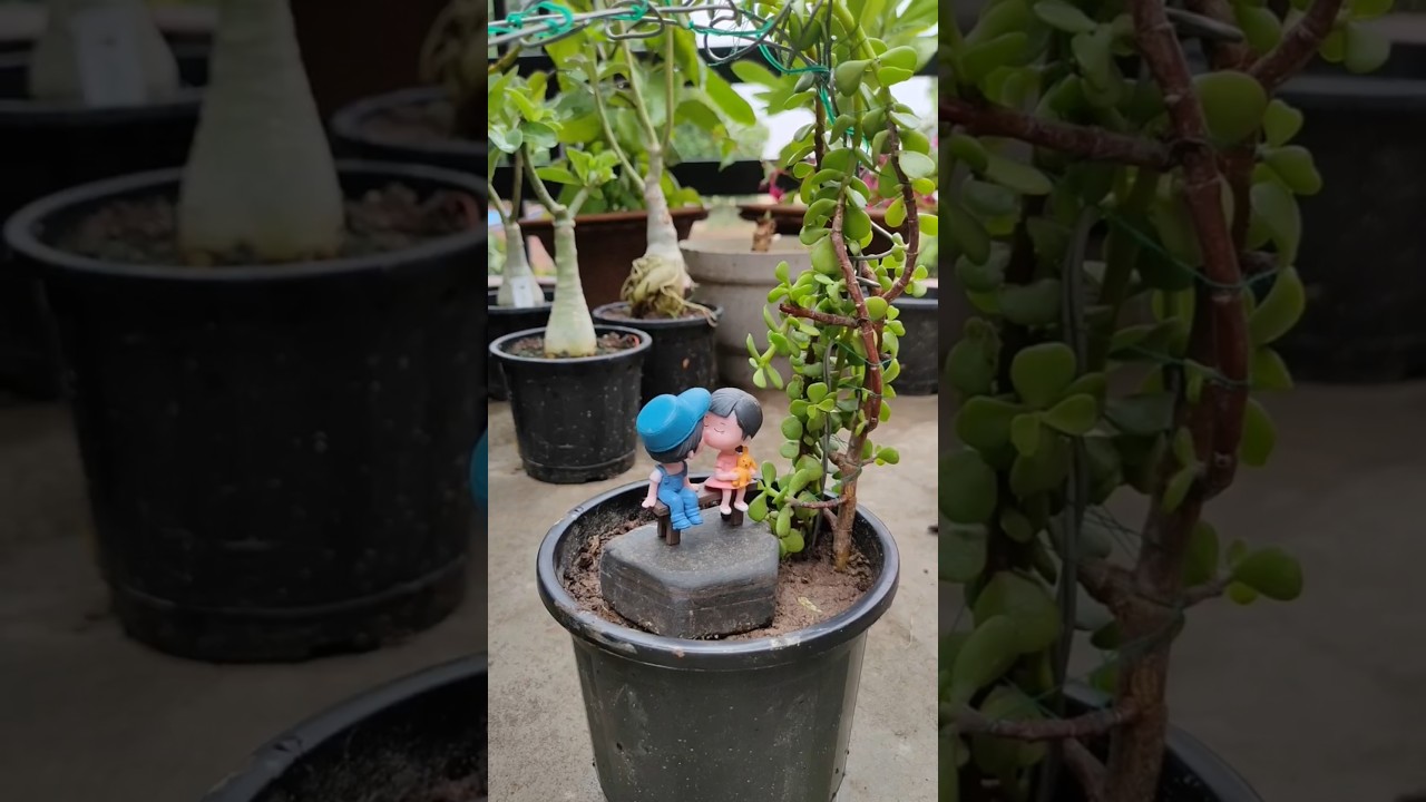 Jade Plant Makeover | Topiary in Minutes! 