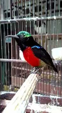 Kolibri Dada Merah Gacor