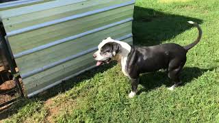 American Bulldog herding goats 🐐 by Pride of the Southland Kennels and Farm  579 views 8 months ago 4 minutes, 57 seconds
