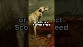 Scottish Deerhounds #dogs #largedog